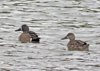 Blue-winged Teal male and female